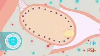 Miniature : Régulation hormonale des cycles ovarien et utérin