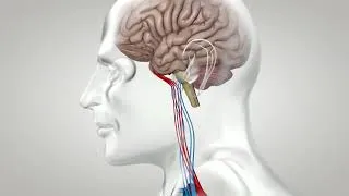 Miniature : Mise en fonction et contrôle hormonal de l'appareil génital masculin