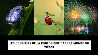 Miniature : Les couleurs de la photonique dans le monde du vivant (par Sébastien Mouchet)