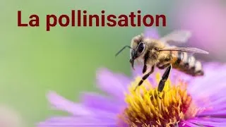 Miniature : La pollinisation 