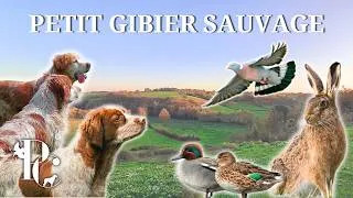 Miniature : Le Petit Gibier Sauvage au Rendez-vous : Chasse à la Billebaude