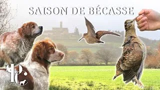 Miniature : Bécasse au Chien d'arrêt : ma saison 2025/2026