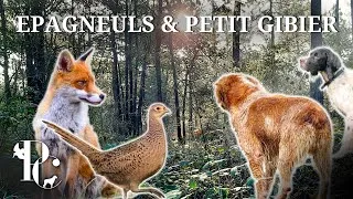 Miniature : Petit Gibier au Chien d'arrêt : Les épagneuls au travail !
