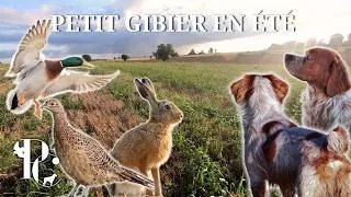 Miniature : Chasse du Petit Gibier en Été : les premières rencontres