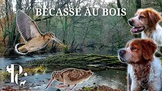 Miniature : Chasse de la bécasse : mes rencontres avec la Mordorée