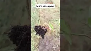 Miniature : Mure sans épine