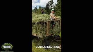 Miniature : Auto-chargeuse hippomobile, traction animale