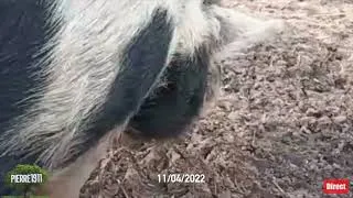 Miniature : En-douillette mon cruch la plus cochonne 🐷 🐖