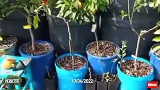 Miniature : La serre bioclimatique explose en plantations