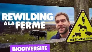 Miniature : 20 ans de réensauvagement à la ferme Knepp