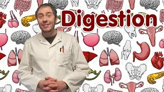 Miniature : Action mécanique et chimique de la DIGESTION