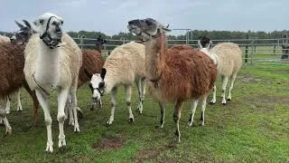 Miniature : LE LAMA