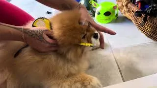 Miniature : Nos casques expliqué par Pika 🐶