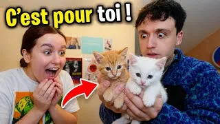 Miniature : J’AI OFFERT 2 CHATS A LILY-ROSE ! - PINK LILY