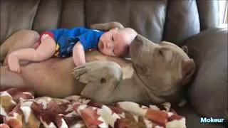 Miniature : Quand les chiens protègent des bébés 720p