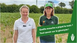 Miniature : Quelle mouche a piqué le maïs ? Tout savoir sur la géomyze !
