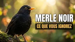 Miniature : Merle noir : ce que cache l'oiseau le plus familier d'Europe