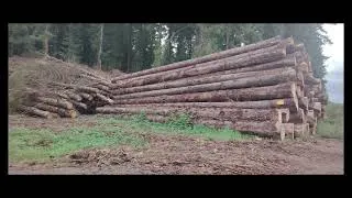 Miniature : 🚨🌳 Forêt du Flaquet (Le Pommereuil) : un désastre écologique qui doit cesser ! 🌳🚨