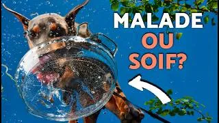 Miniature : Pourquoi est-ce que MON CHIEN BOIT AUTANT d'EAU ? 🐶💧 (La soif que VOUS NE DEVEZ JAMAIS IGNORER !)