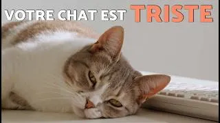 Miniature : 5 CHOSES qui BRISENT LE CŒUR DE VOTRE CHAT ! 😿💔 (Les chats ne supportent pas ça !)