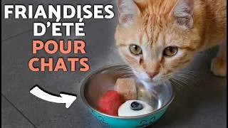 Miniature : 3 RECETTES de FRIANDISES d'été pour CHATS 🍦🐱 Recettes maison SIMPLE et DÉLICIEUSE !