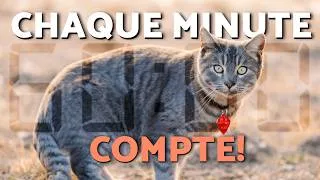 Miniature : Comment RETROUVER UN CHAT PERDU en 60 MINUTES ! 😿🏠 (La règle de la « première heure »)