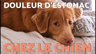 Miniature : 10 SIGNES QUE VOTRE CHIEN A MAL AU VENTRE ! 🐶💥 (Ne manquez pas ces signes !)