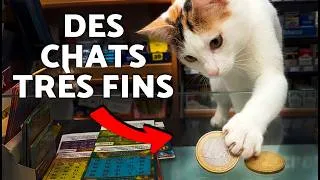 Miniature : Votre CHAT EST-IL un GÉNIE ? 🧠 Classement des RACES de CHATS LES PLUS INTELLIGENTES !
