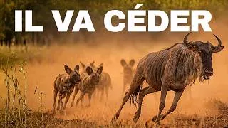 Miniature : La Chasse Qui Dure 3 Jours | Le Prédateur Qui Poursuit Sans Arrêt Jusqu'à l'Effondrement