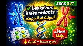 Miniature : الجينات غير المرتبطة: كيفاش نحل أي تمرين بسهولة؟ (2BAC) gènes indépendants- non liés