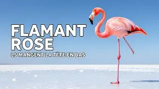 Miniature : Les flamants roses:les maîtres des eaux les plus dangereuses |Faits méconnus sur les flamants roses