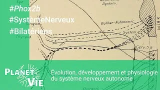 Miniature : Évolution, développement et physiologie du système nerveux autonome