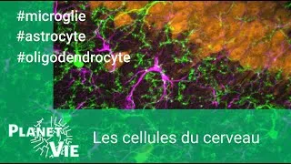 Miniature : Les cellules du cerveau