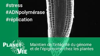 Miniature : Maintien de l’intégrité du génome et de l’épigénome chez les plantes