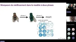 Miniature : Vieillissement et fin de vie : de la mouche à l'être humain