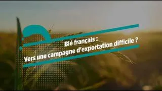 Miniature : Blé français : Vers une campagne d'exportation difficile ?