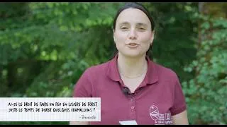 Miniature : Ai-je le droit de faire un feu en lisière de forêt, juste le temps de dorer quelques chamallows ?