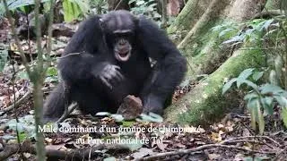 Miniature : TORA, mâle dominant d'un groupe de chimpanzés du Parc national de Taï