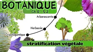 Miniature : Botanique [Ch.0 - S.1] - La Stratification Végétale