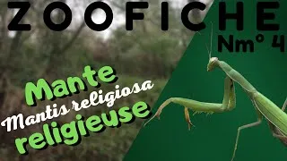 Miniature : ZooFiche Nm°4 - La Mante Religieuse (Mantis religiosa)