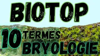 Miniature : BioTOP - 10 Termes pour aborder la Bryologie