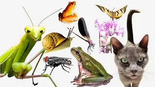 Miniature : Compilation d’animaux et insectes fascinants | Nature de près