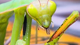 Miniature : Praying Mantis / Mante religieuse in ACTION