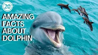 Miniature : 20 faits fascinants sur les dauphins #dolphin #dolphins