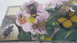 Miniature : Prodigieux insectes  Présenté par Pop-Up-Féerie