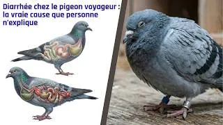 Miniature : Diarrhée chez le pigeon voyageur   la vraie cause que personne n’explique