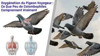Miniature : Oxygénation du Pigeon Voyageur   Ce Que Peu de Colombophiles Comprennent Vraiment