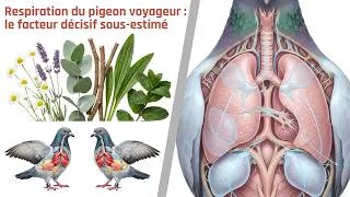 Miniature : Respiration du pigeon voyageur: le facteur décisif sous estimé