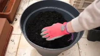 Miniature : Potager sur Balcon : Améliorer sa terre !
