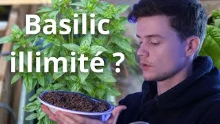 Miniature : Récupérer les graines de basilic tuto et semis !